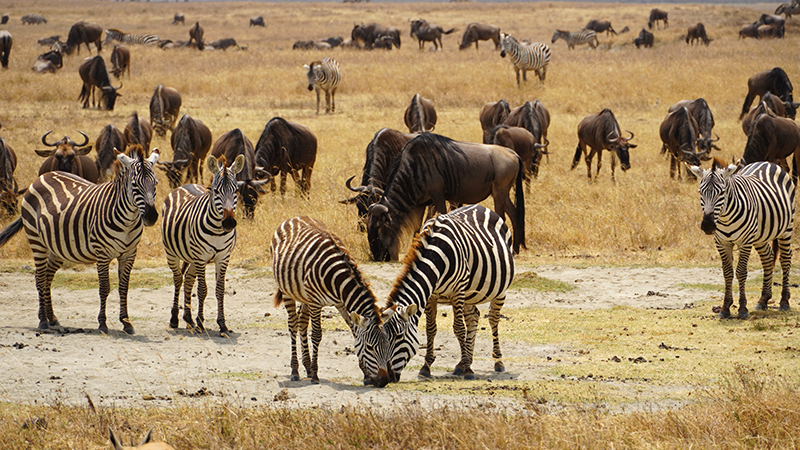 Ngorongoro, zebre i gnuovi